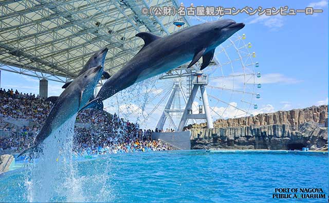 名古屋港水族館 イルカパフォーマンス