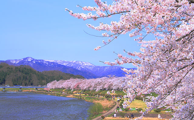 桧木内川堤の桜