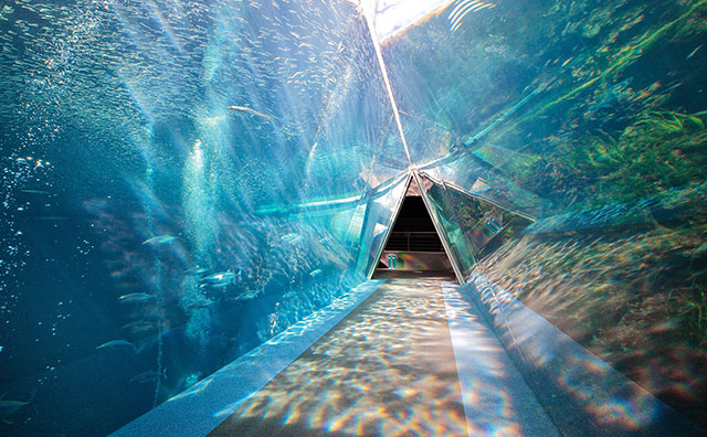 三角トンネルが潮目を表す大水槽「潮目の海」