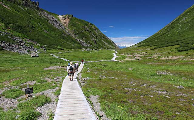 乗鞍岳 畳平 お花畑の散策路