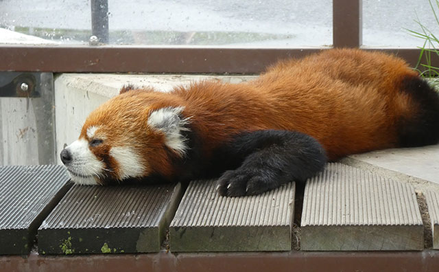 旭山動物園のレッサーパンダ