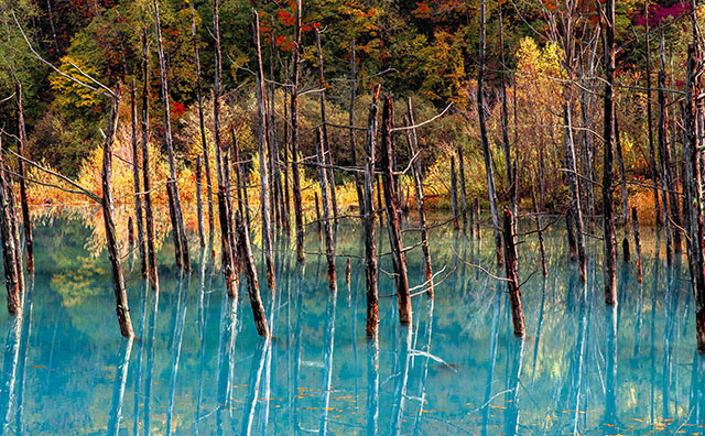 青い池　紅葉
