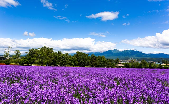 ファーム富田　ラベンダー畑