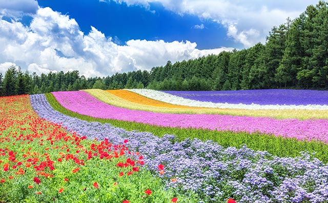 ファーム富田　彩りの畑