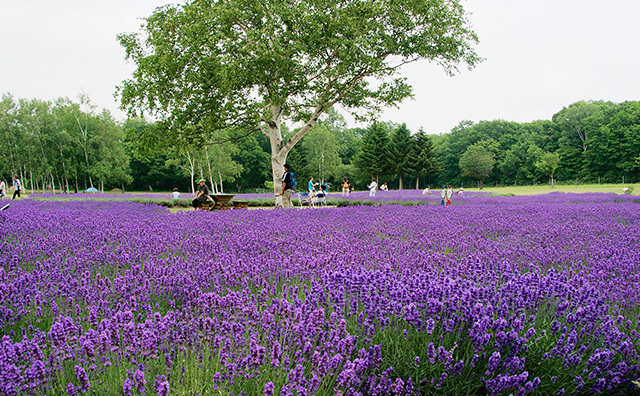 さっぽろ羊ヶ丘展望台 ラベンダー畑