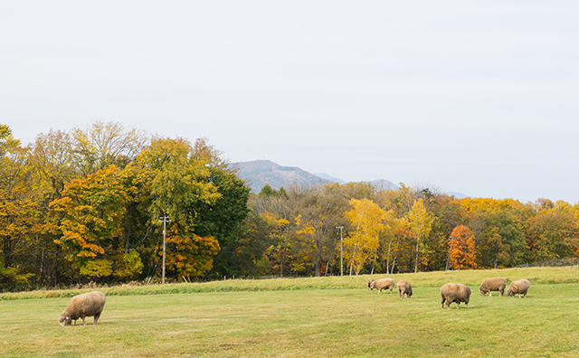 さっぽろ羊ヶ丘展望台 秋の景色