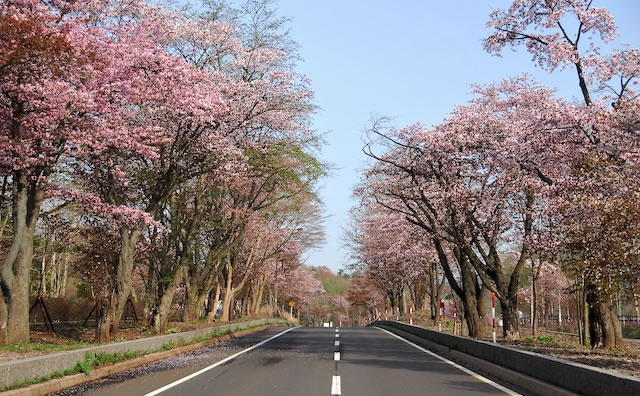 登別桜並木の桜