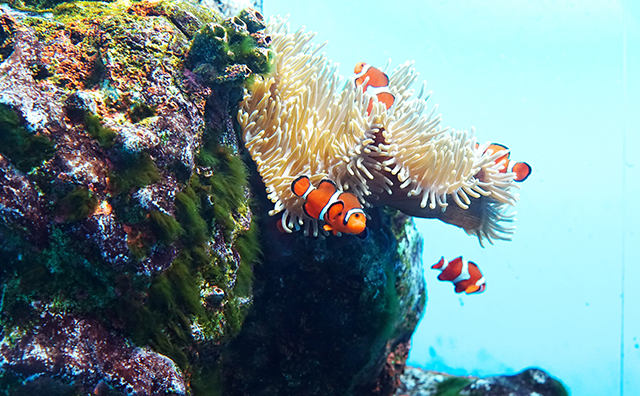 登別マリンパークニクス