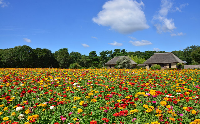 国営ひたち海浜公園 ジニア(見頃:7月下旬~8月下旬)