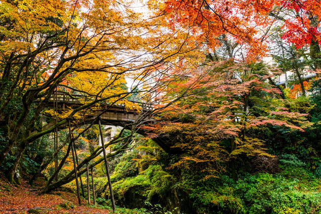 こおろぎ橋イメージ