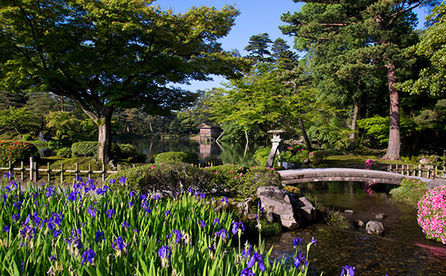 兼六園　春　菖蒲とつつじ