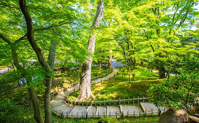 兼六園　新緑の園内
