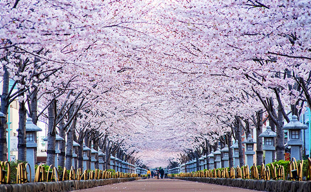 段葛の桜