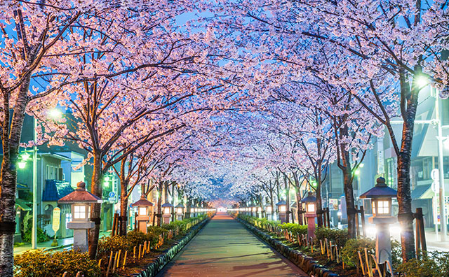 段葛の桜