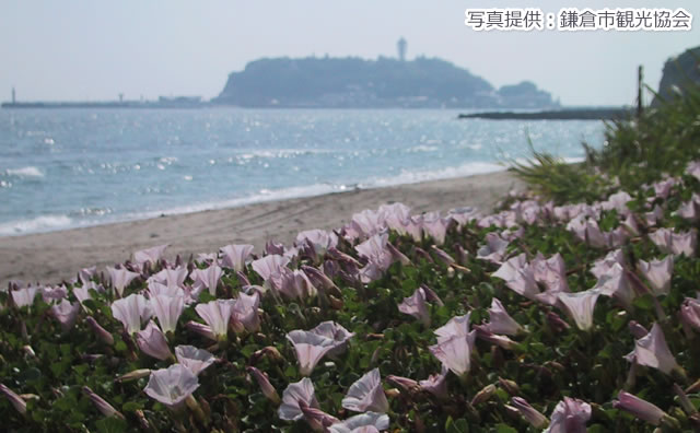 七里ヶ浜（ハマヒルガオと江の島）