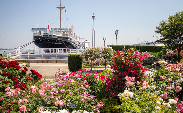 山下公園の未来のバラ園