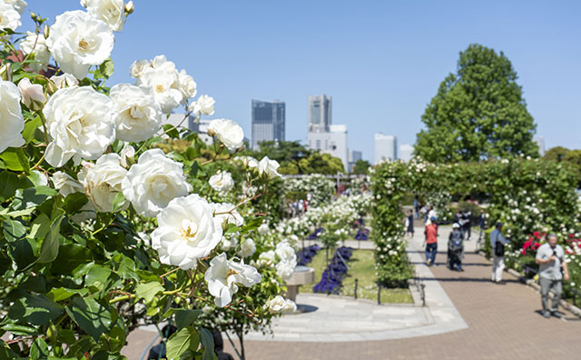 山下公園　白いバラとランドマークタワー