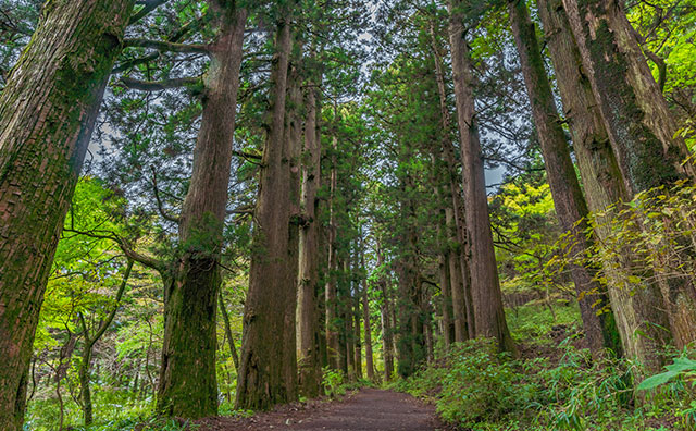 芦ノ湖畔旧東海道杉並木