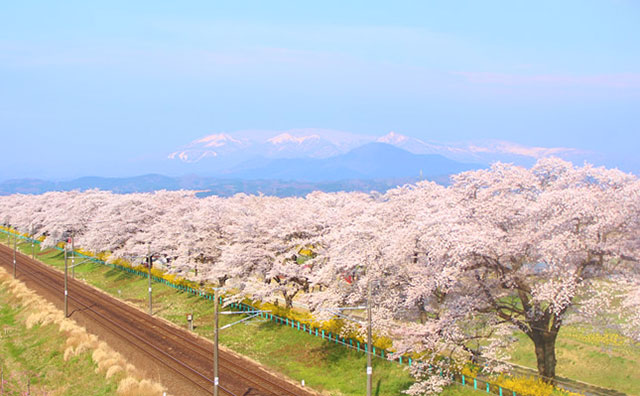 白石川堤一目千本桜