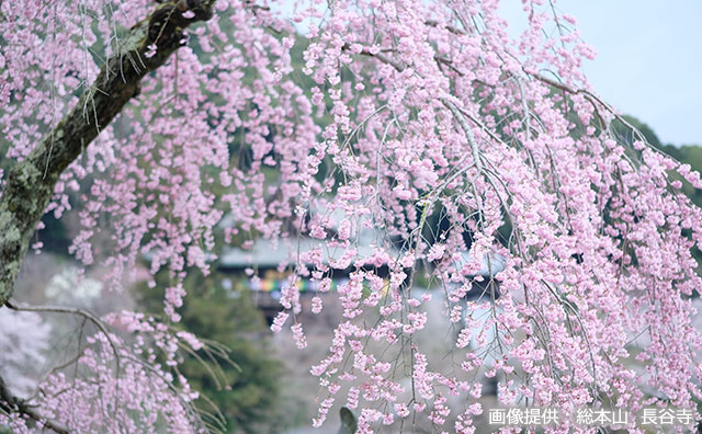 御所桜と本堂　©総本山 長谷寺