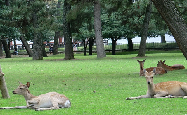 奈良公園 登大路園地