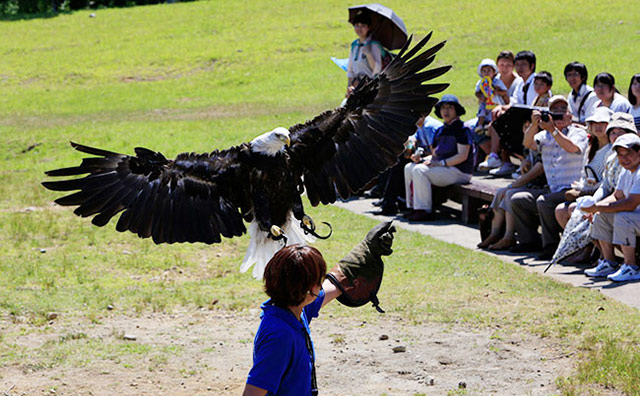 バードショーのイメージ