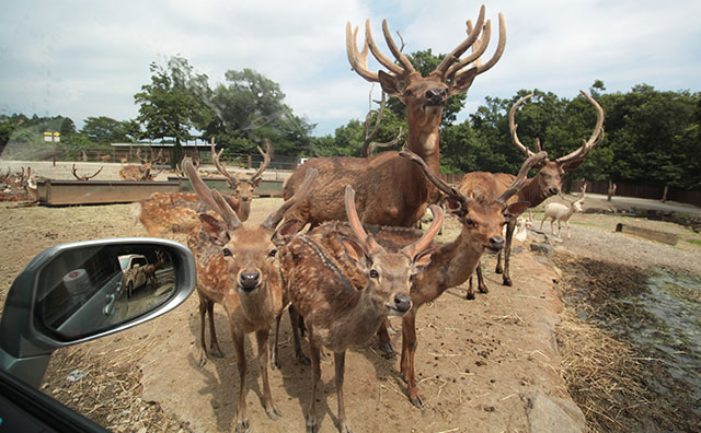 那須サファリパーク・鹿