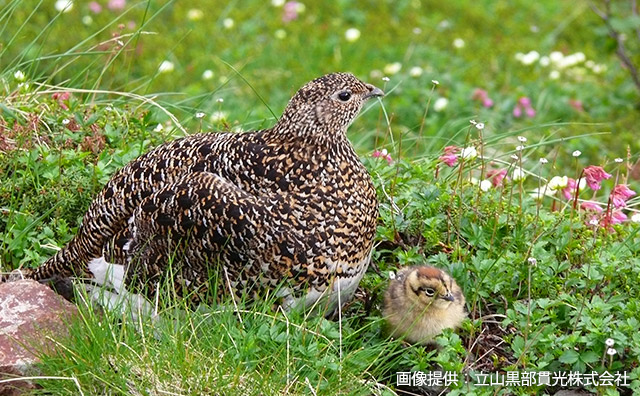 立山　雷鳥親子イメージ