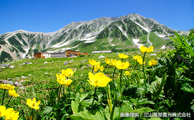 立山　シナノキンバイのイメージ