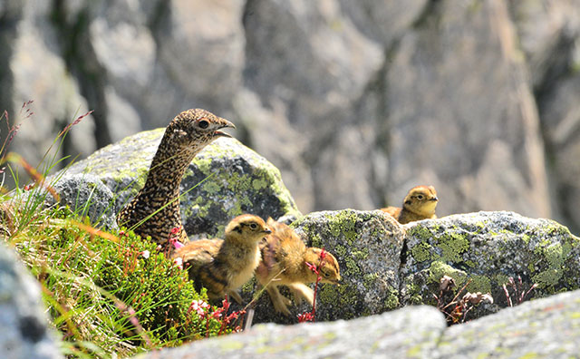 運が良ければライチョウの親子に会えるかも？