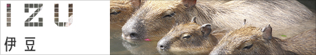 伊豆旅行 バナー