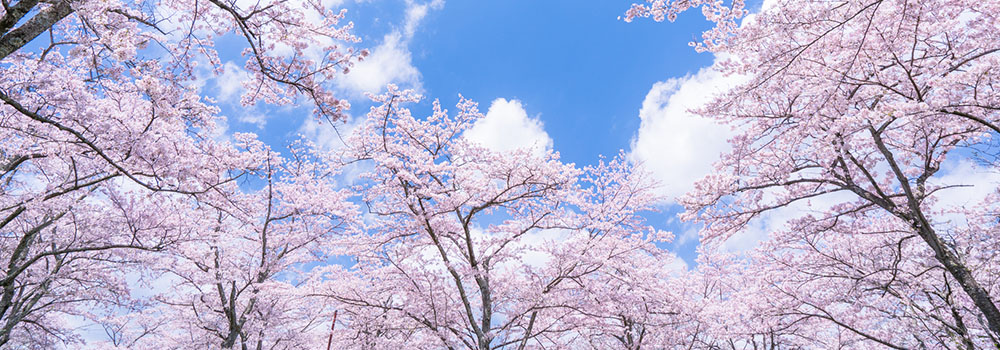 日本を代表する花・桜。東京で桜を楽しもう！