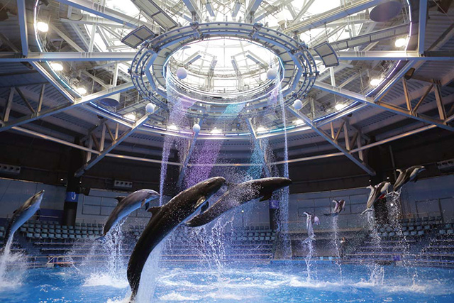 マクセル アクアパーク品川　ドルフィンパフォーマンス（昼）