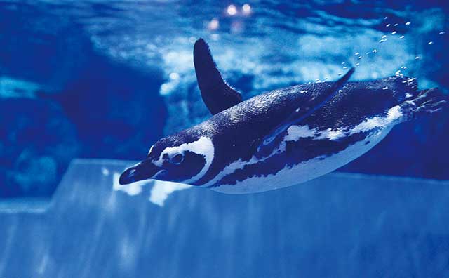 すみだ水族館　ペンギン遊泳
