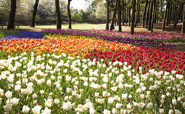 四季がある日本ならでは！ 旬のフルーツや花を楽しもう！