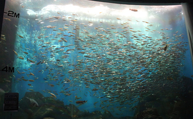 のとじま水族館のトンネル水槽