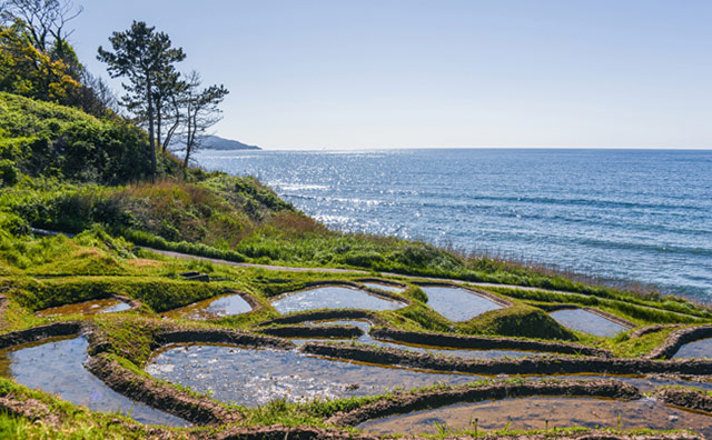 白米千枚田
