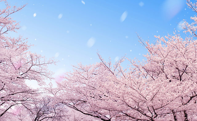 同じ桜でも魅力はさまざま！桜の名所でお花見をしよう！
