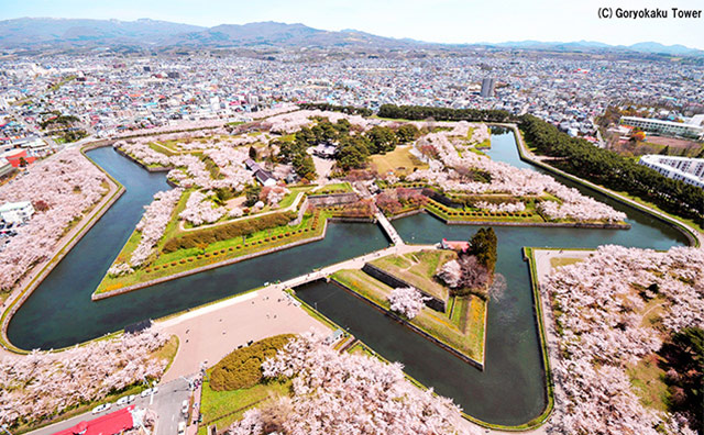 五稜郭の桜