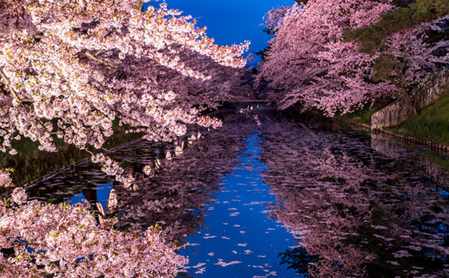弘前公園の桜