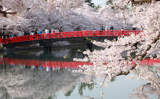 弘前公園の桜