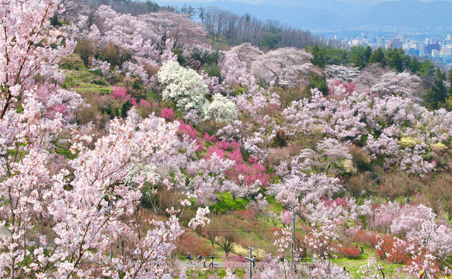 花見山公園