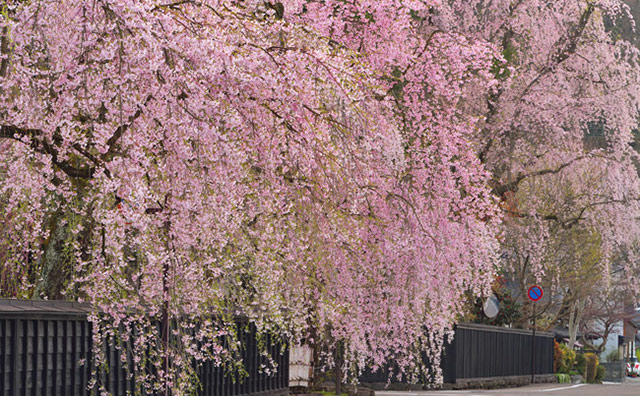 角館の桜