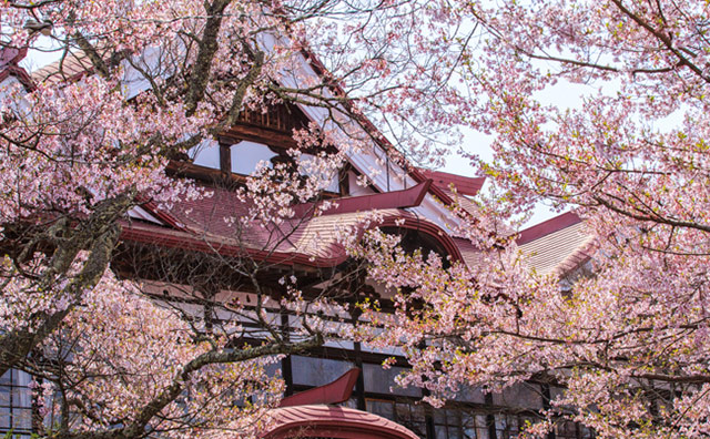 高遠城址公園の桜