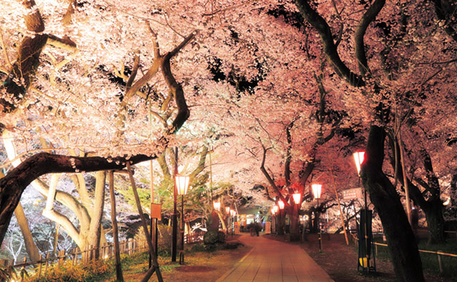 高遠城址公園の桜