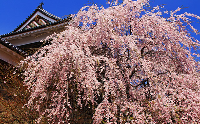 上田城跡公園の桜