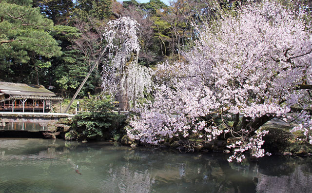 兼六園の桜