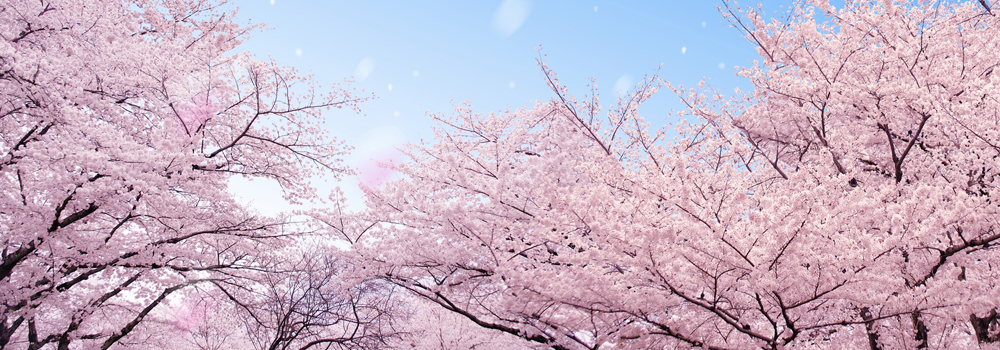 同じ桜でも魅力はさまざま！桜の名所でお花見をしよう！