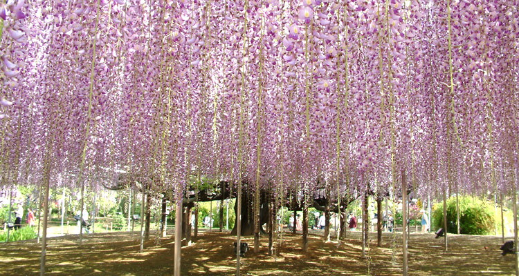 2024年GWの旅行におすすめのエリアやスポットをご紹介！