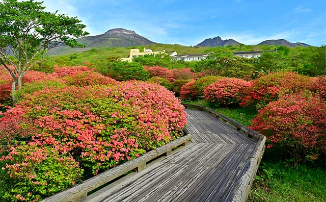 那須高原八幡のヤマツツジ